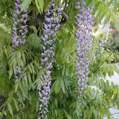 Glycine du Japon 'Macrobotrys' - Wisteria | Achat direct au producteur