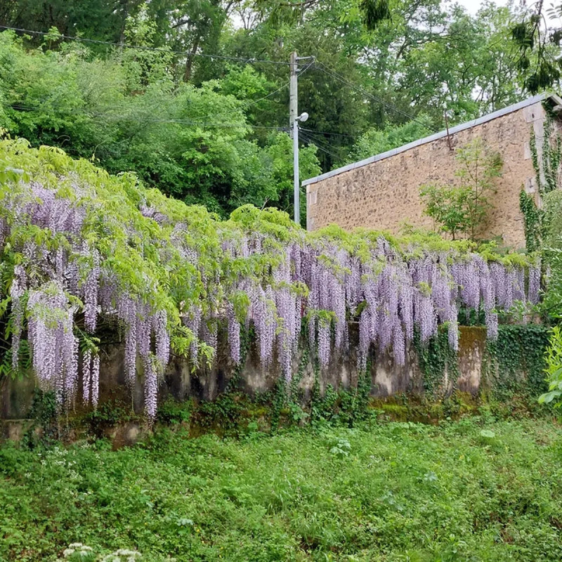Glycine du Japon 'Macrobotrys' - Wisteria | Achat direct au producteur