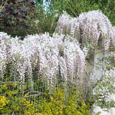 Glycine du Japon rose - Wisteria floribunda | Achat producteur