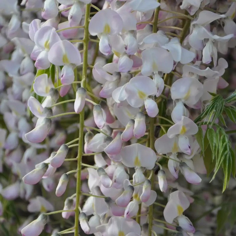 Glycine du Japon rose - Wisteria floribunda | Achat producteur