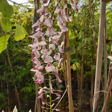 Glycine du Japon 'Honbeni' ('Pink Ice') - Wisteria | Achat producteur