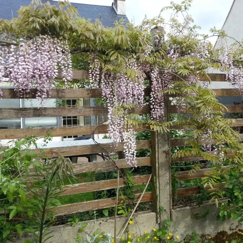 Glycine du Japon 'Honbeni' ('Pink Ice') - Wisteria | Achat producteur