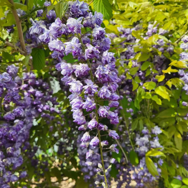 Glycine du Japon 'Violacea Plena' - Wisteria | Achat producteur