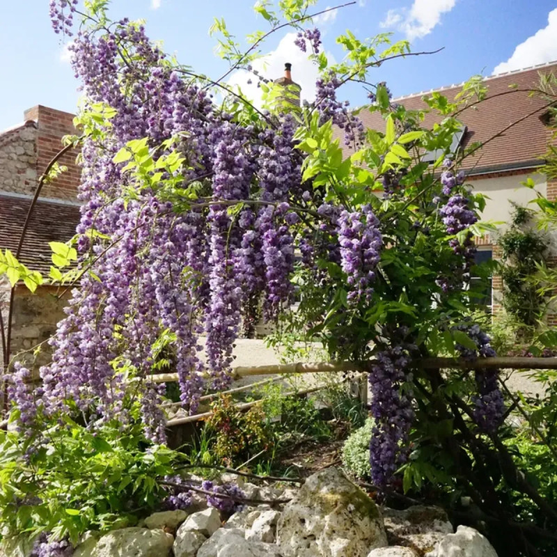 Glycine du Japon 'Violacea Plena' - Wisteria | Achat producteur