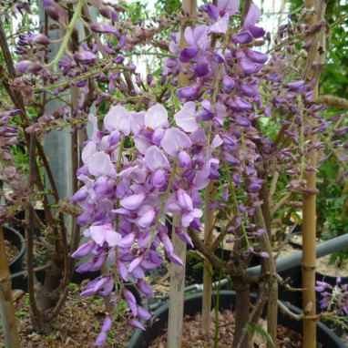 Glycine de Chine 'Caroline' - Wisteria | Achat direct au producteur