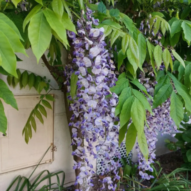 Glycine du Japon - Wisteria floribunda | Achat direct au producteur
