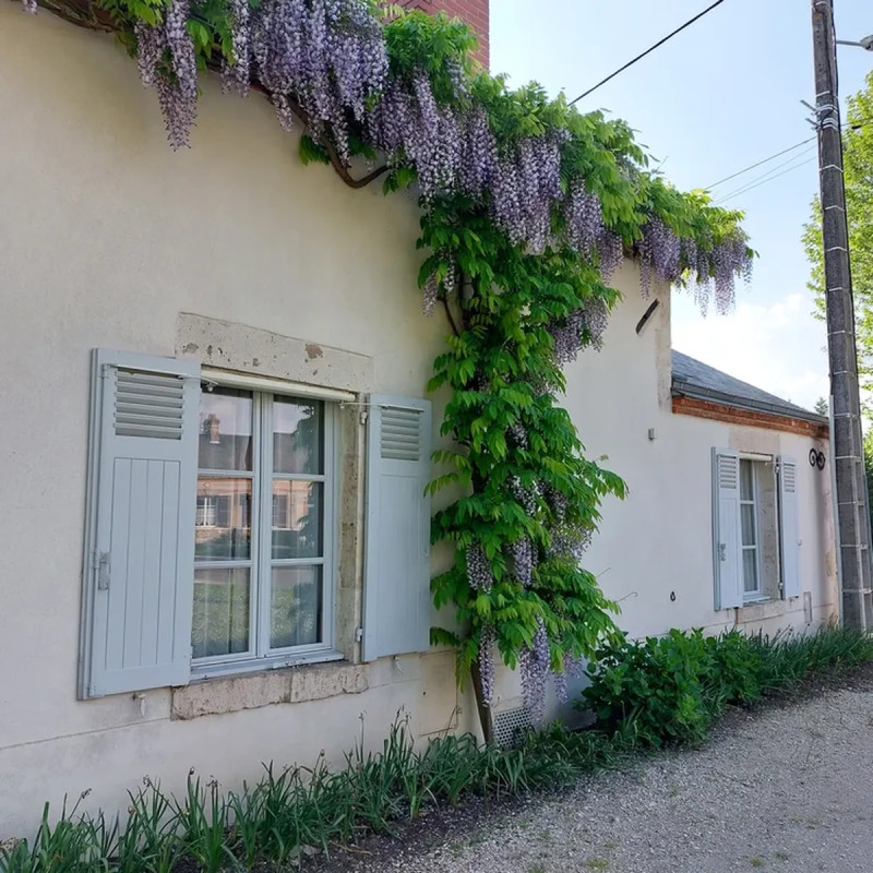 Glycine du Japon - Wisteria floribunda | Achat direct au producteur