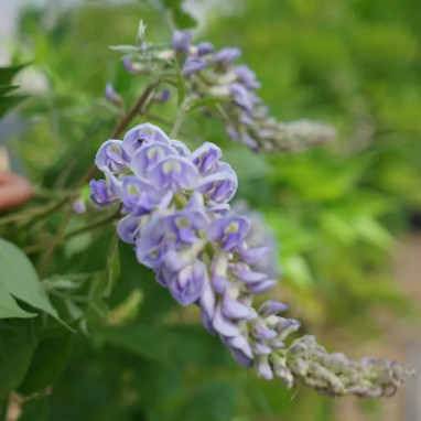 Glycine 'Magnifica' - Wisteria | Achat direct au producteur
