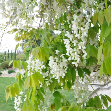 Glycine venusta - Wisteria | Achat direct au producteur