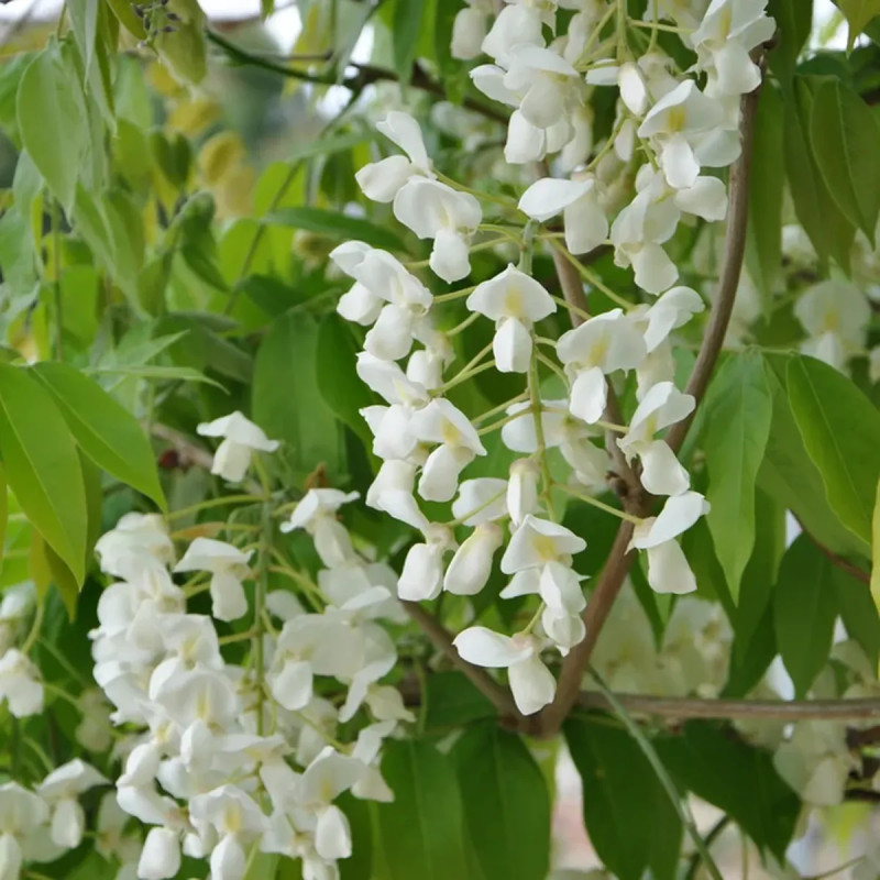 Glycine venusta - Wisteria | Achat direct au producteur