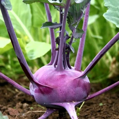 Chou rave 'Azur Star' BIO - Brassica | Achat direct au producteur