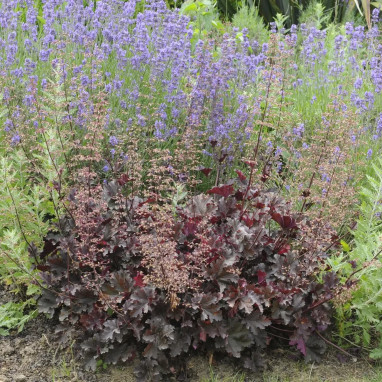 Heuchera 'Palace Purple' - Heuchera | Achat direct au producteur