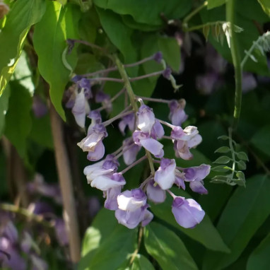 Glycine venusta 'Okayama' - Wisteria | Achat direct au producteur