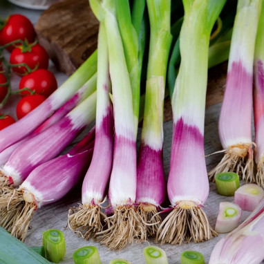 Ciboule commune rouge - Allium fistulosum | Achat direct au producteur