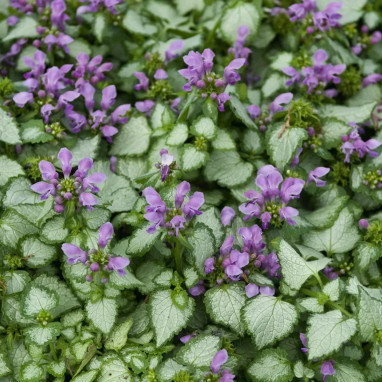 Lamium maculatum 'Beacon Silver' | Achat direct au producteur