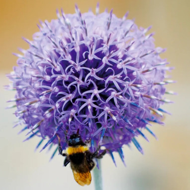 Echinops ritro - Chardon boule | Achat direct au producteur