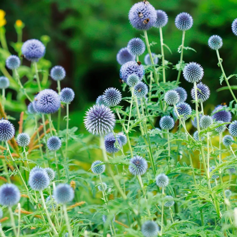 Echinops ritro - Chardon boule | Achat direct au producteur