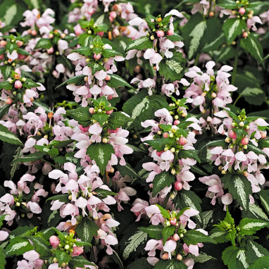 Lamium maculatum 'Shell Pink' - Lamium | Achat direct au producteur