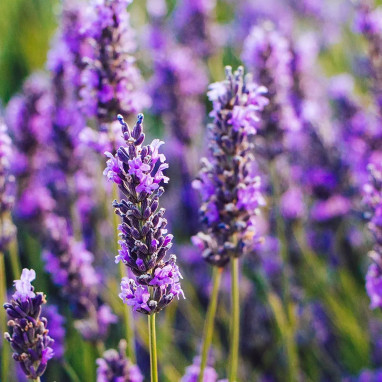 Lavande vraie - Lavandula angustifolia | Achat direct au producteur