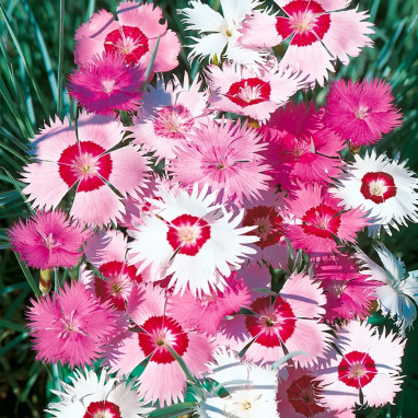 Oeillet Mignardise Varié - Dianthus plumarius | Achat producteur