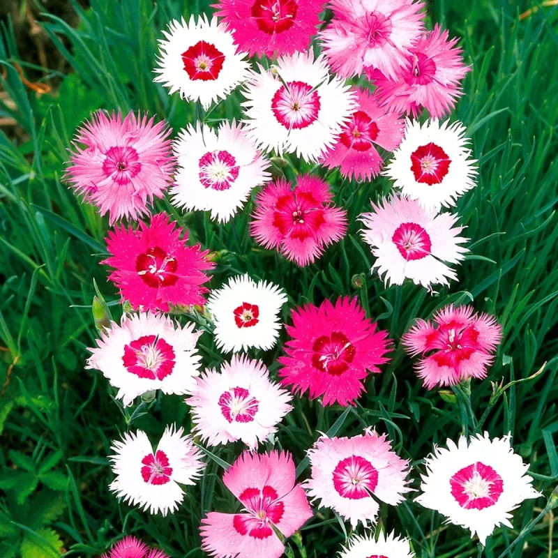 Oeillet Mignardise Varié - Dianthus plumarius | Achat producteur