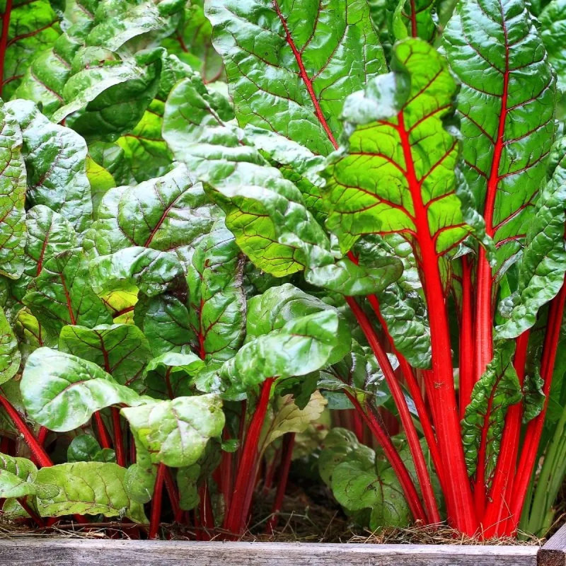 Poirée rouge 'Rhubarb Chard' - Beta vulgaris | Achat producteur