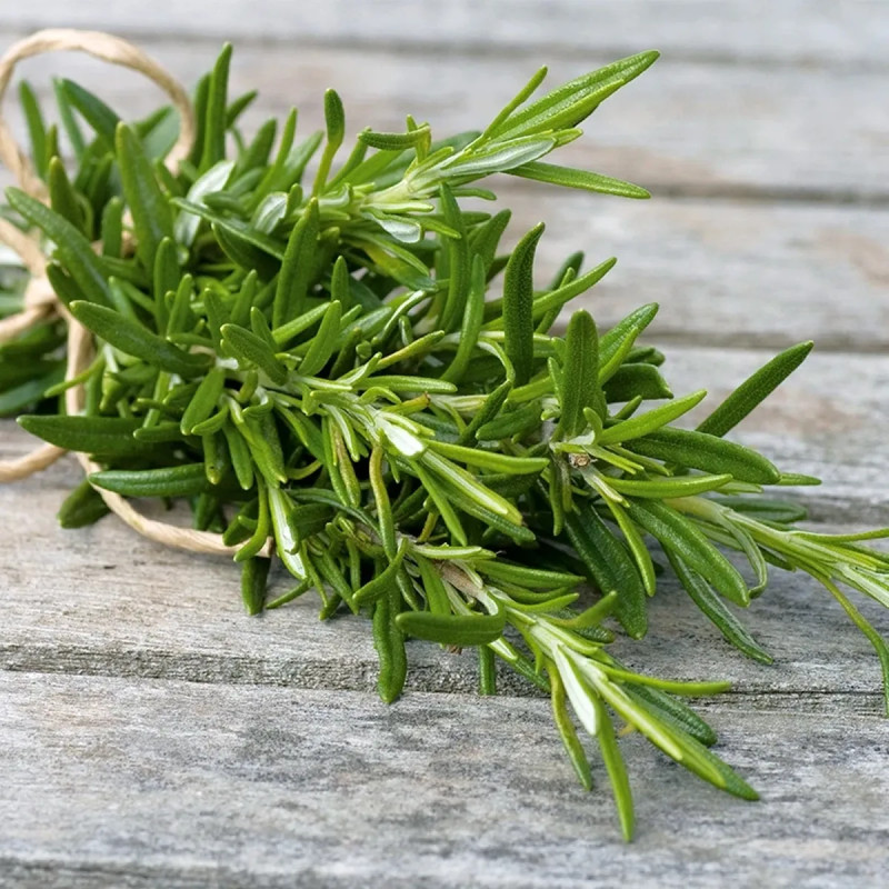 Romarin officinal - Salvia rosmarinus | Achat direct au producteur