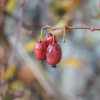 Kiwaï 'Ken's Red' - Actinidia | Achat direct au producteur
