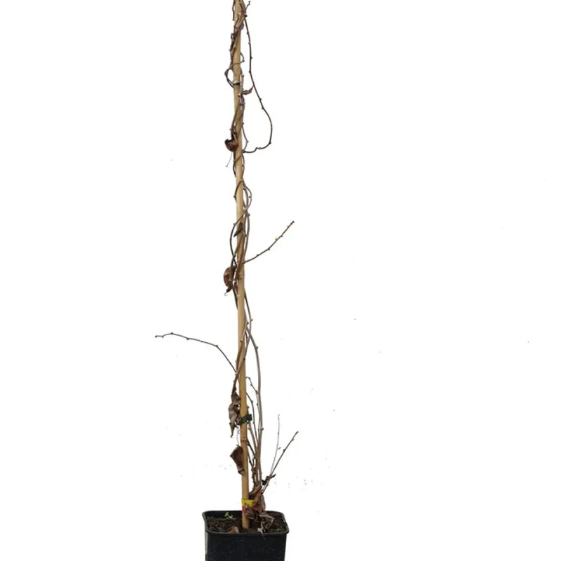 Kiwaï 'Ken's Red' - Actinidia | Achat direct au producteur