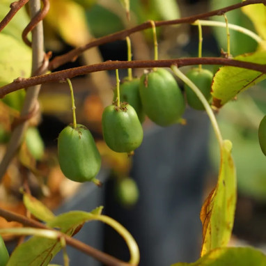 Kiwaï autofertile 'Vitikiwi' ® - Actinidia | Achat direct au producteur