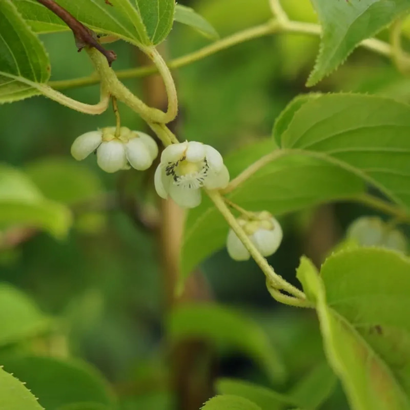 Kiwaï autofertile 'Vitikiwi' ® - Actinidia | Achat direct au producteur