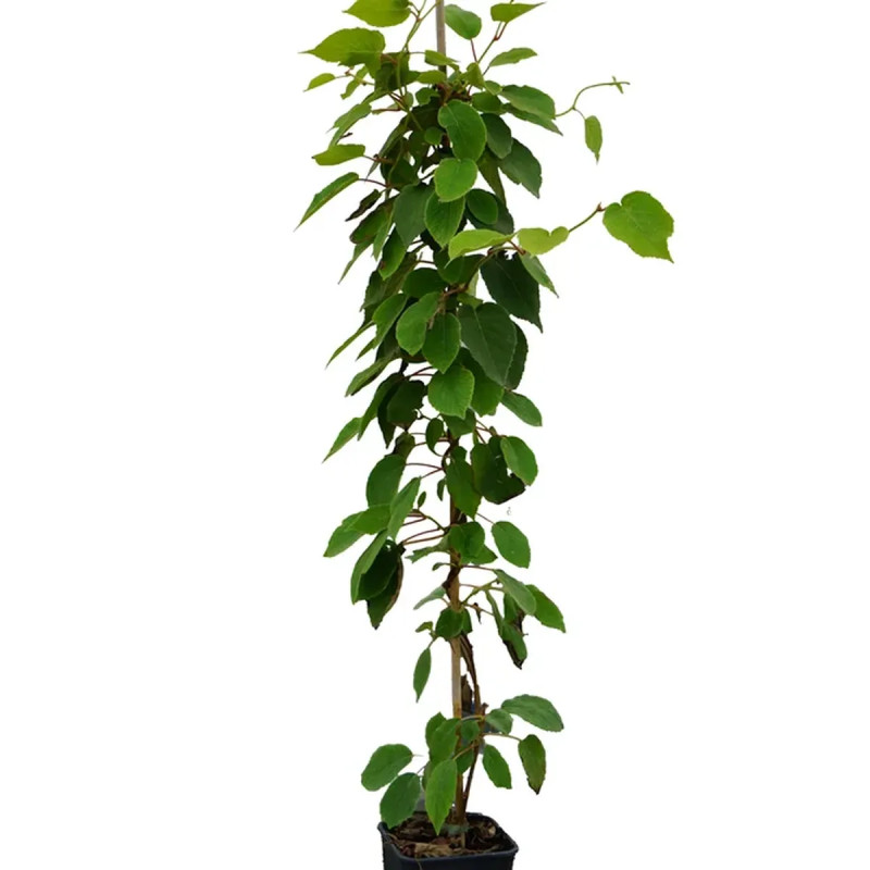 Kiwaï autofertile 'Vitikiwi' ® - Actinidia | Achat direct au producteur