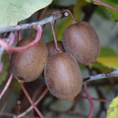 Kiwi 'Dolce' - Actinidia | Achat direct au producteur