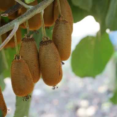 Kiwi femelle 'Bruno' - Actinidia | Achat direct au producteur