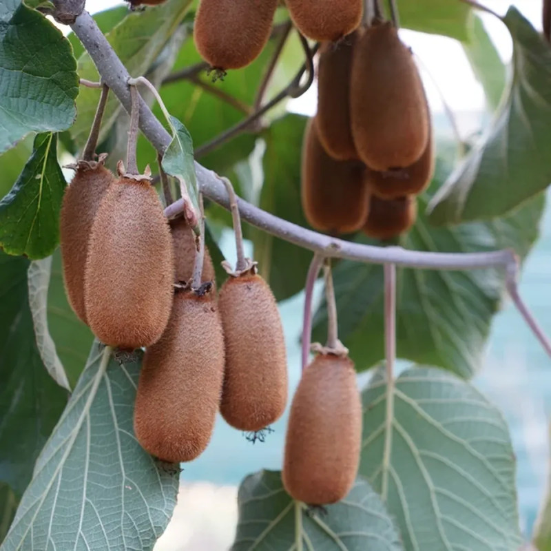 Kiwi femelle 'Bruno' - Actinidia | Achat direct au producteur