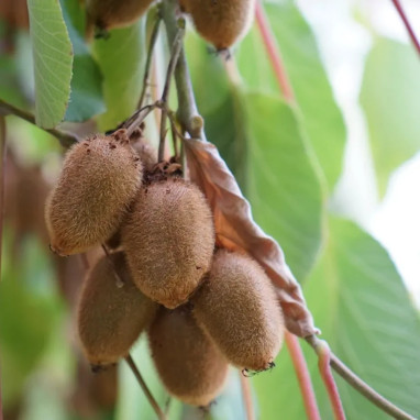 Kiwi femelle 'Kiwidoo' - Actinidia | Achat direct au producteur