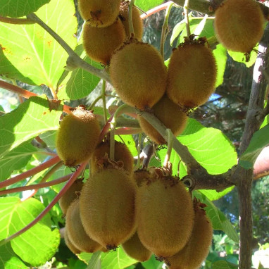 Kiwi femelle 'Hayward' - Actinidia | Achat direct au producteur