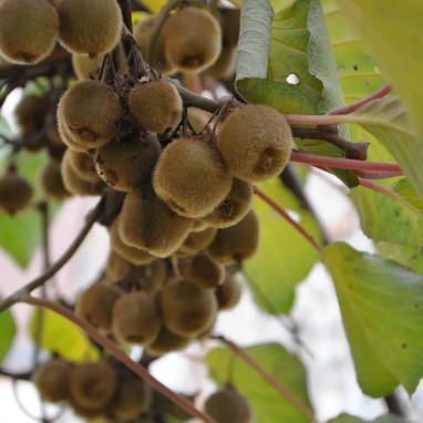 Kiwi autofertile 'Solo' - Actinidia | Achat direct au producteur