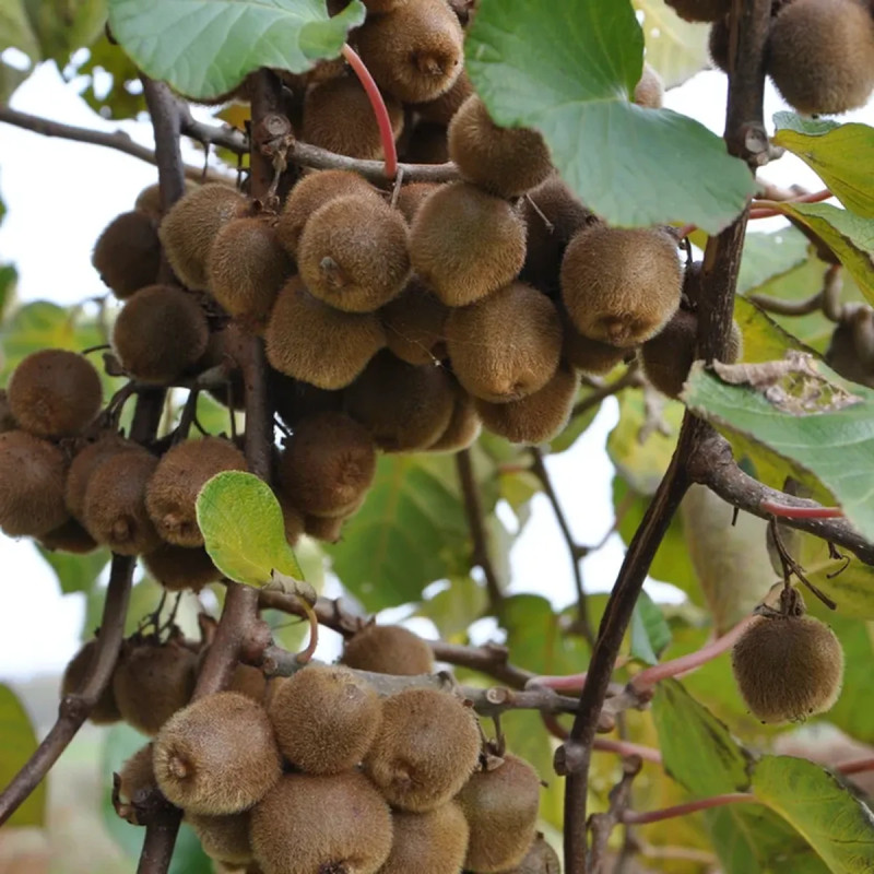 Kiwi autofertile 'Solo' - Actinidia | Achat direct au producteur