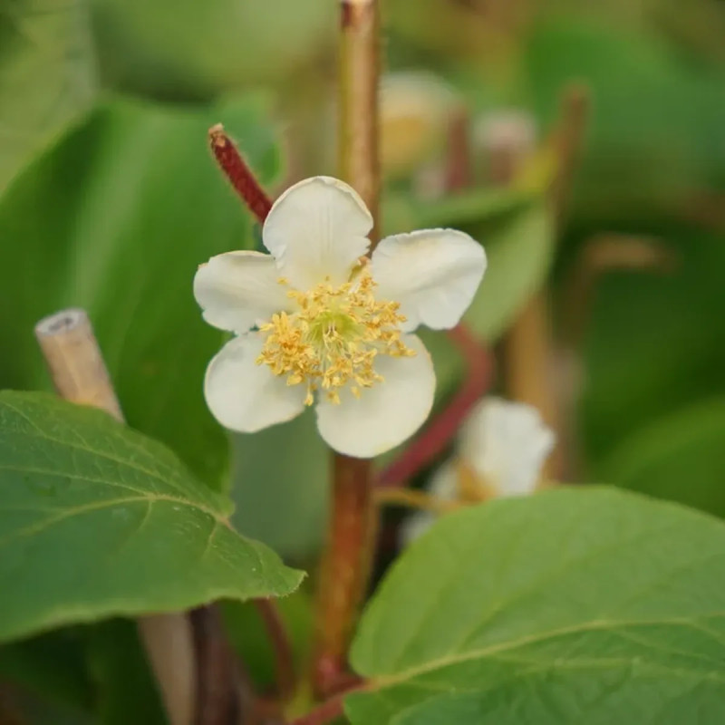 Kiwi mâle 'Dolce' - Actinidia | Achat direct au producteur