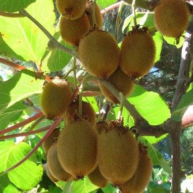 Kiwi femelle 'Moncap' - Actinidia | Achat direct au producteur