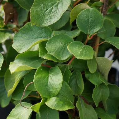 Kiwi 'Golden Delight' mâle - Actinidia | Achat direct au producteur