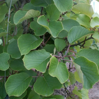 Kiwi mâle 'Tomuri' - Actinidia | Achat direct au producteur