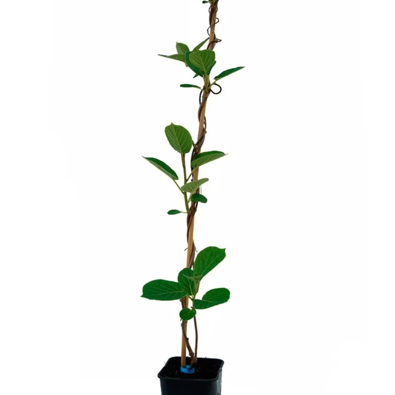 Kiwi mâle 'Tomuri' - Actinidia | Achat direct au producteur