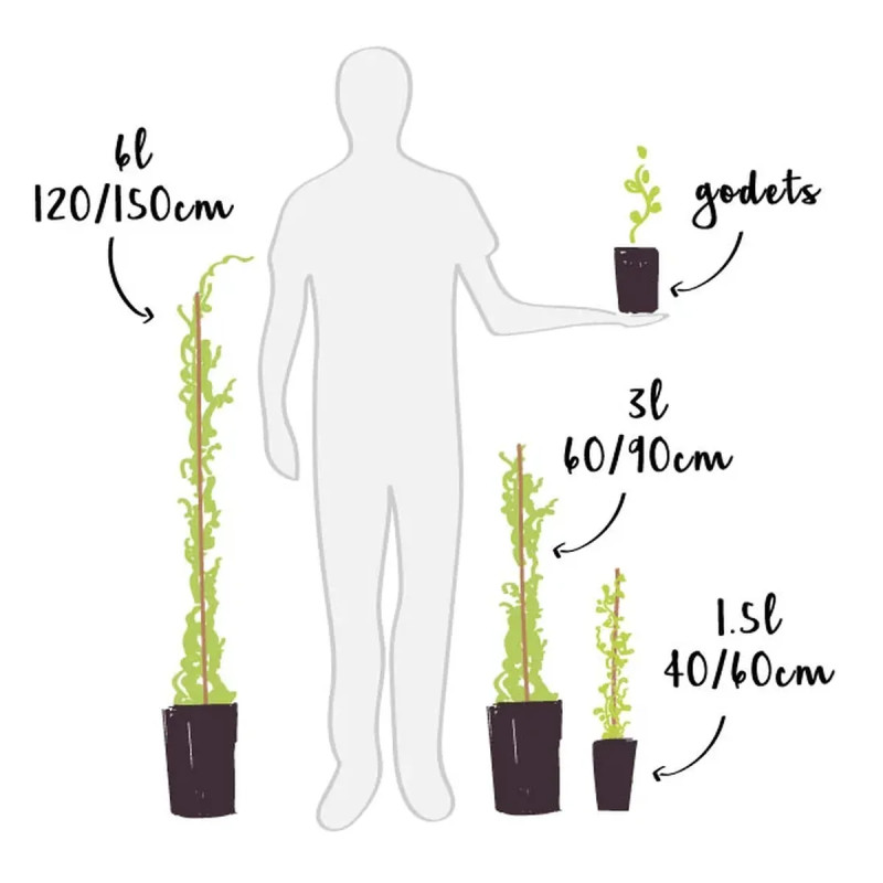 Kiwi autofertile 'Solissimo'® 'Renact' - Actinidia | Achat producteur