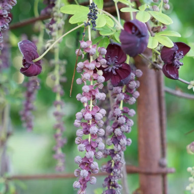 Akebia trifoliata x longeracemosa - Akebia | Achat direct au producteur