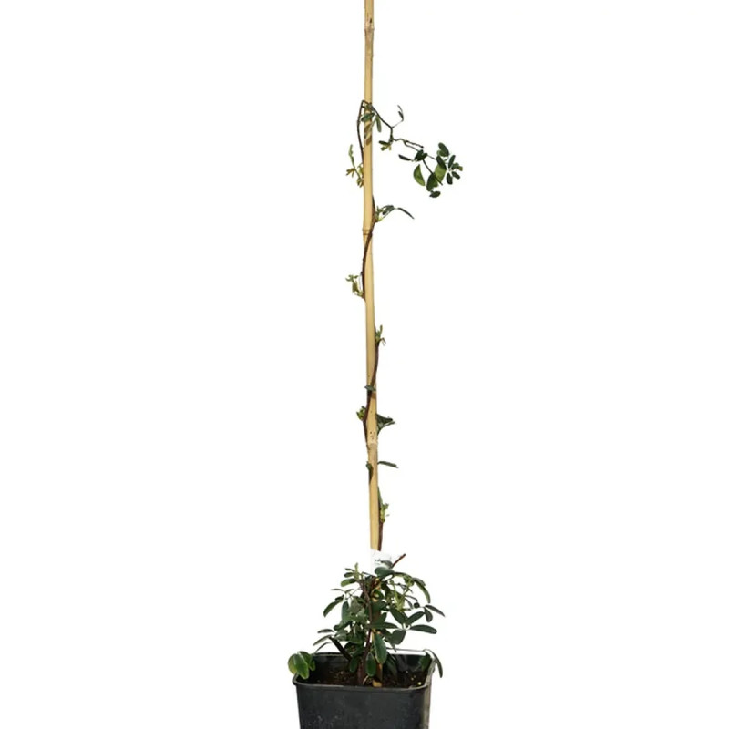 Akebia trifoliata x longeracemosa - Akebia | Achat direct au producteur