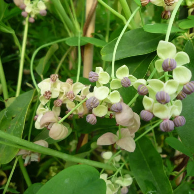 Akebia quinata 'Cream form' - Akebia | Achat direct au producteur