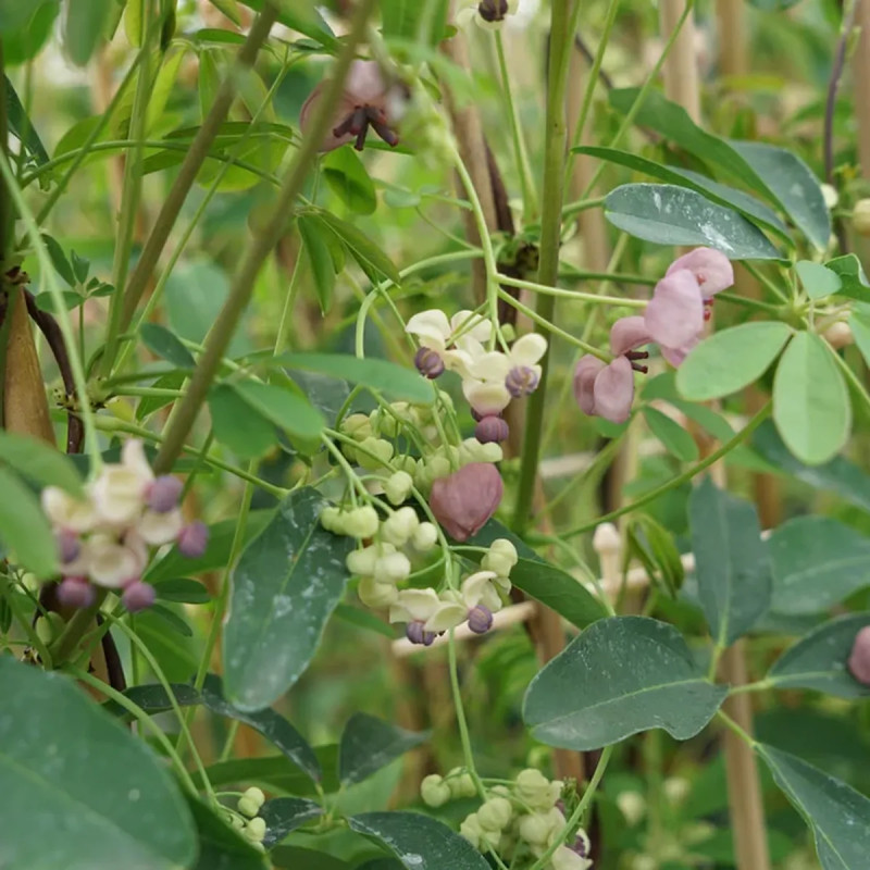 Akebia quinata 'Cream form' - Akebia | Achat direct au producteur