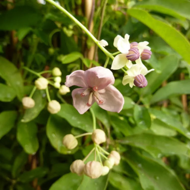 Akebia quinata 'Silver Bells' - Akebia | Achat direct au producteur